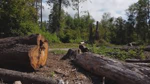 Reliable Grottoes, VA Tree Services Solutions