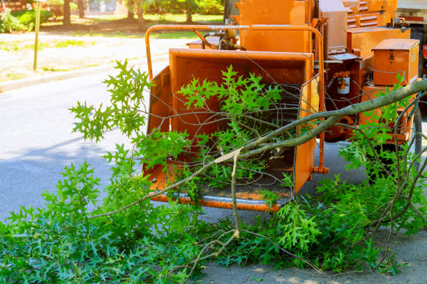 Best Grass Overseeding  in Grottoes, VA