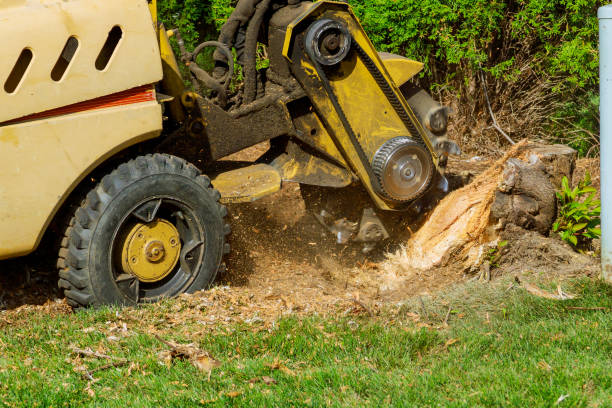 Best Tree Mulching  in Grottoes, VA