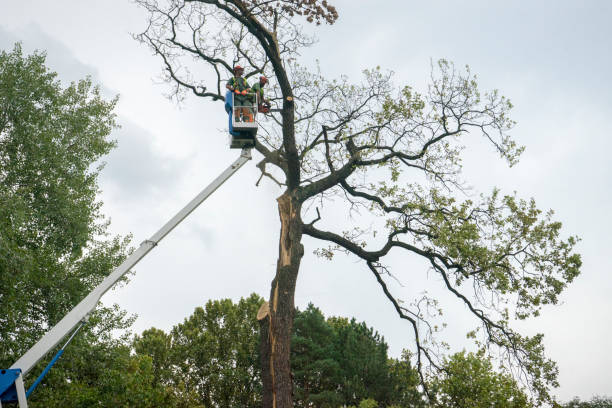 Best Palm Tree Trimming  in Grottoes, VA